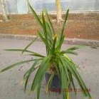 AGAPANTHUS umbellatus Ovatus - Image 2