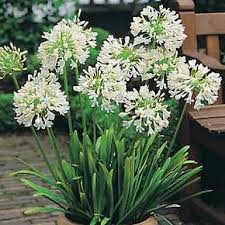 Agapanthus Umbellatus White