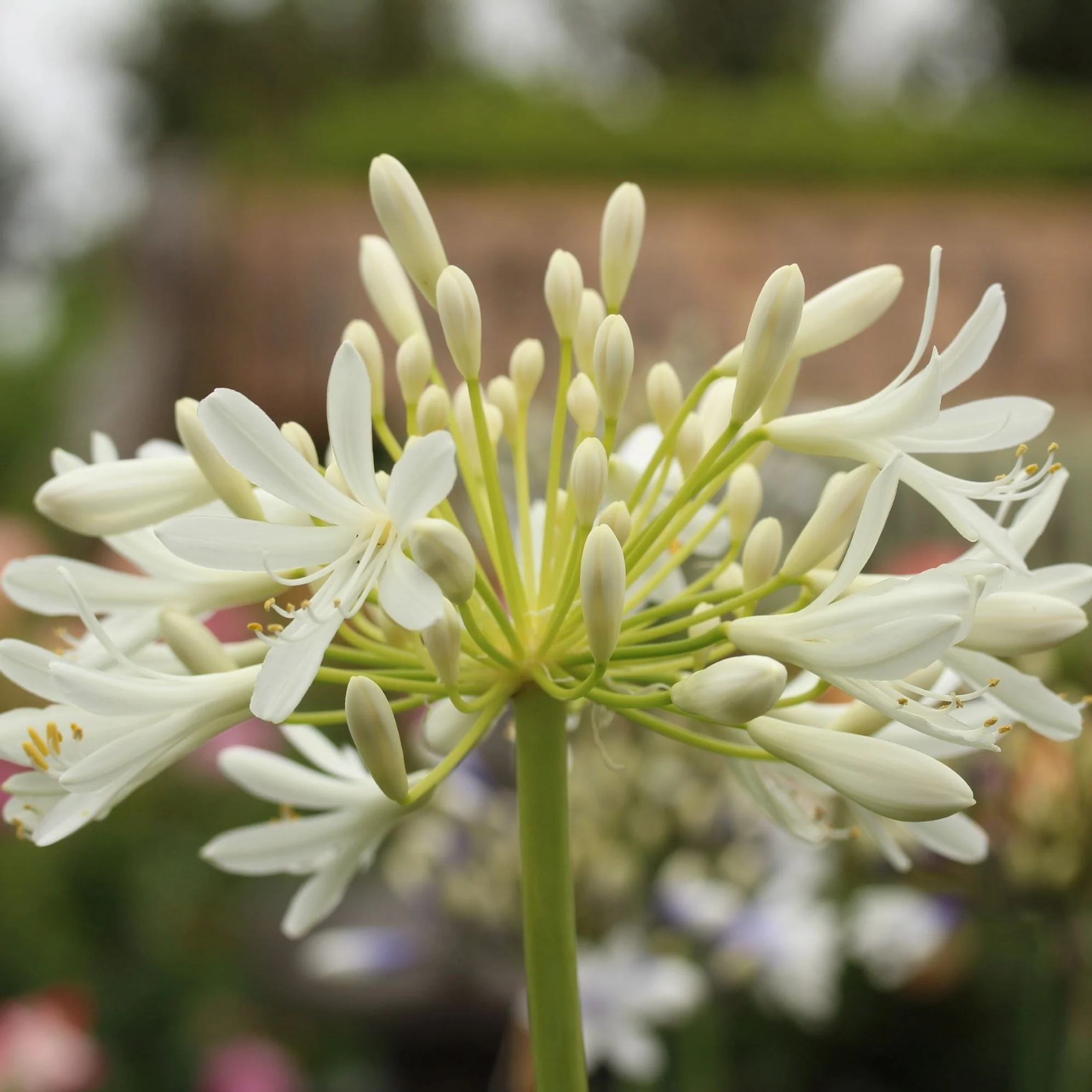 AGAPANTHUS WHITE 3 - Image 2