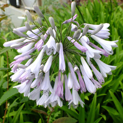 AGAPANTHUS Windsor Grey
