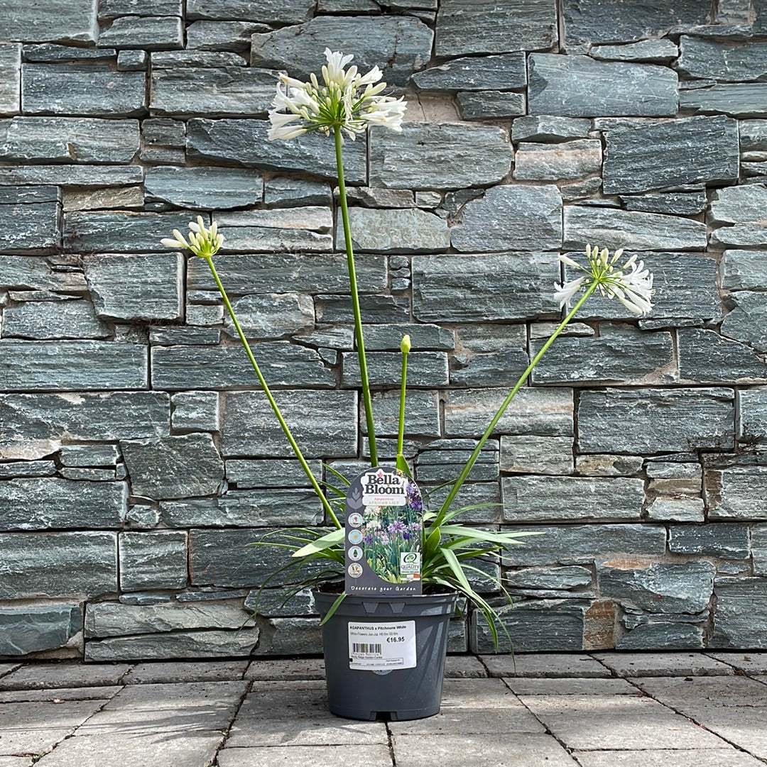 AGAPANTHUS x Pitchoune White - Image 2