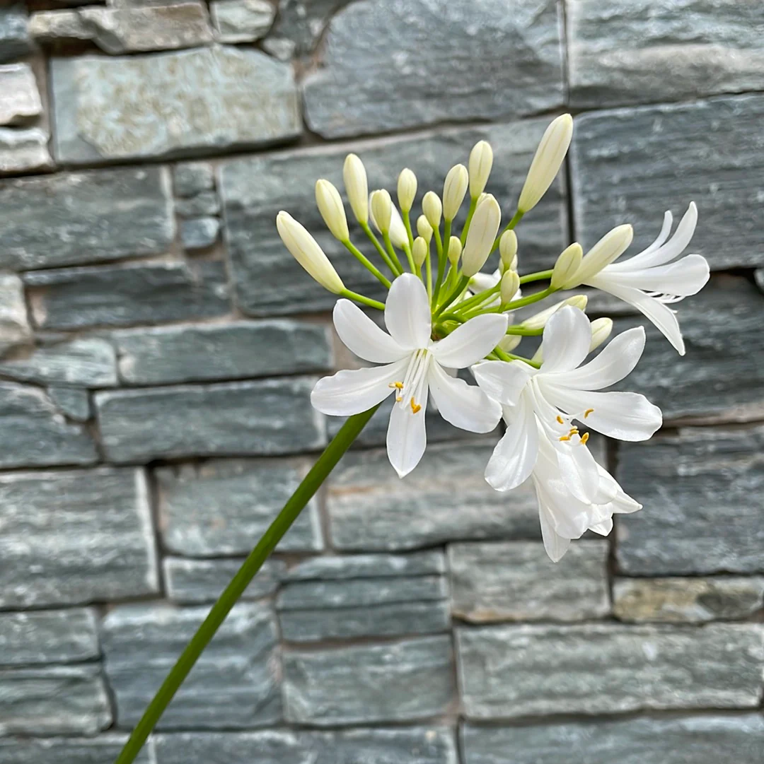 AGAPANTHUS x Pitchoune White - Image 3