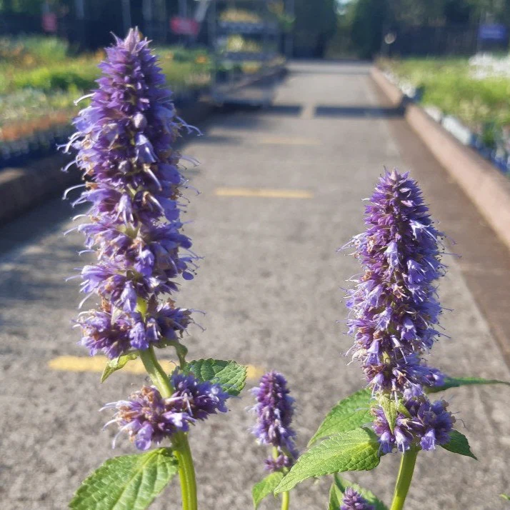 AGASTACHE Blue Fortune