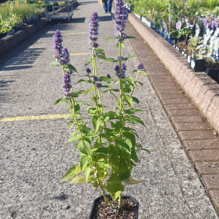 AGASTACHE Blue Fortune - Image 2