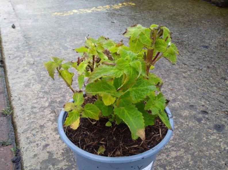 AGASTACHE Blue Fortune - Image 3