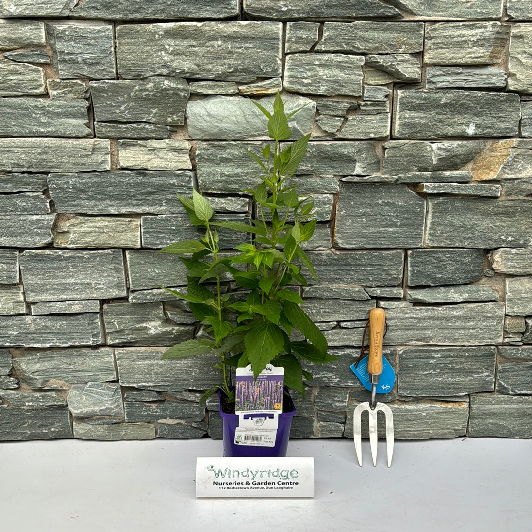Agastache Blue Fortune - Image 3