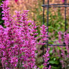 Agastache Pink - Image 3