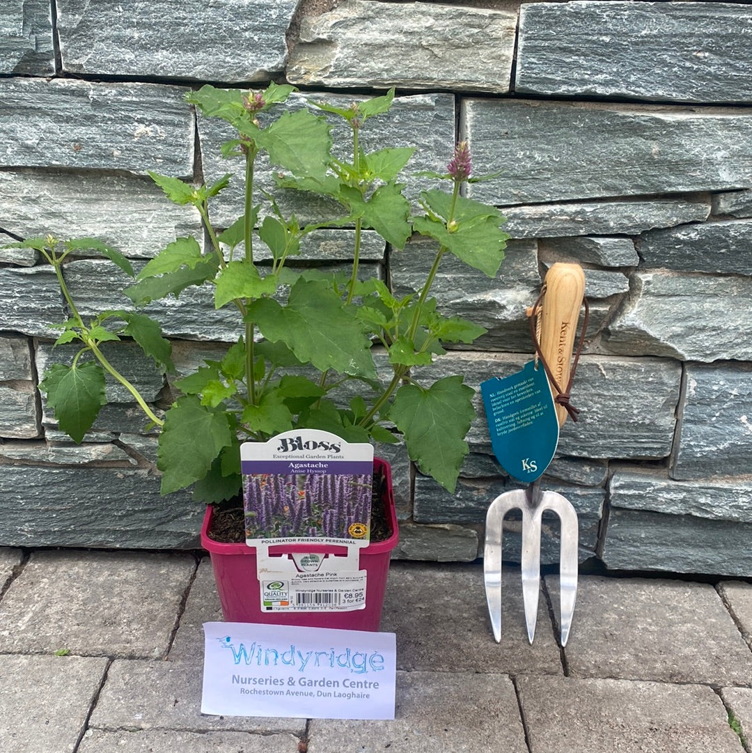 Agastache Pink - Image 4
