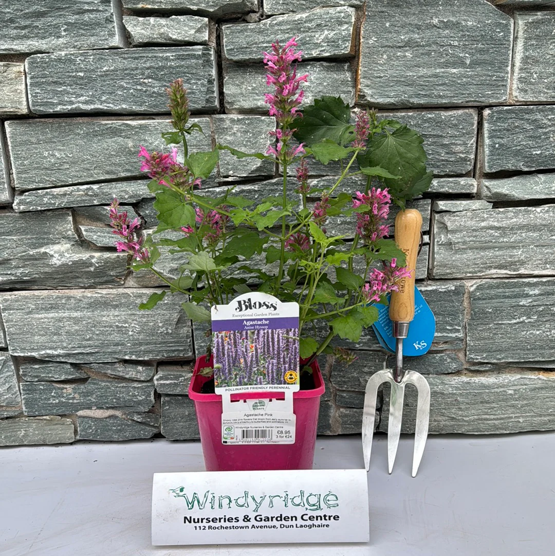 Agastache Pink - Image 5
