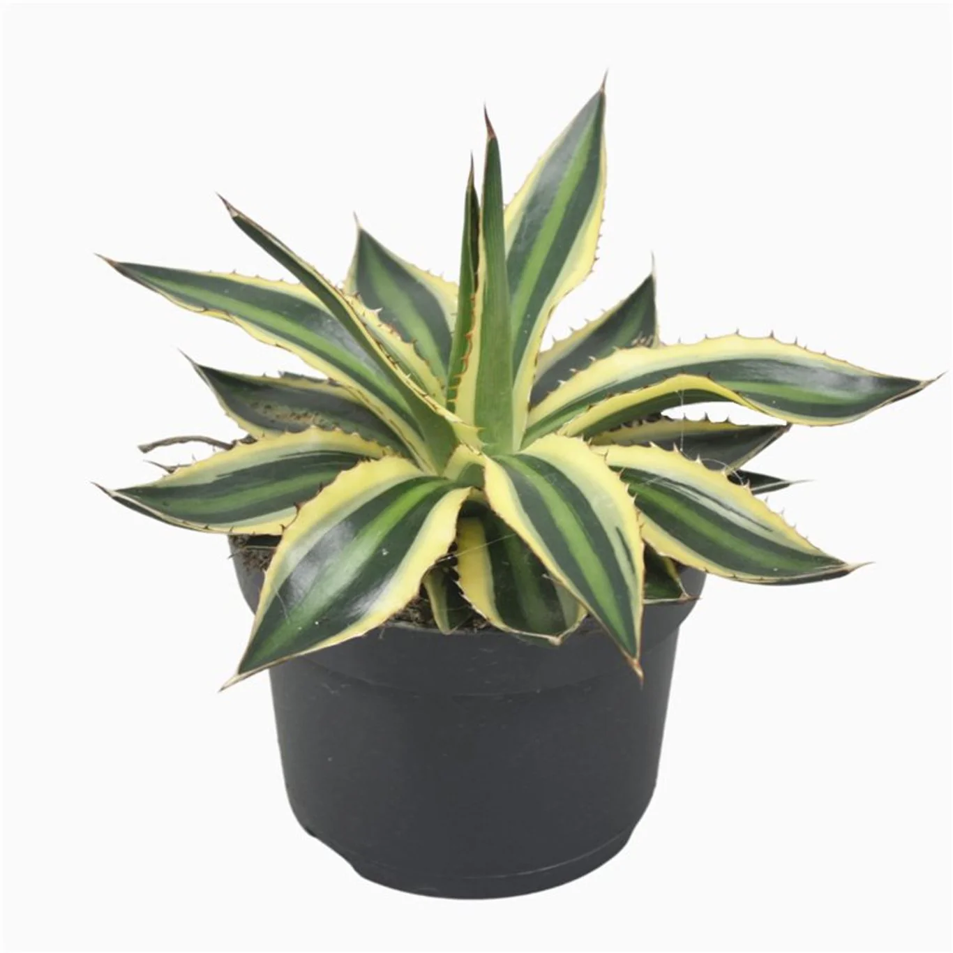 Agave lophantha Quadricolor   P13