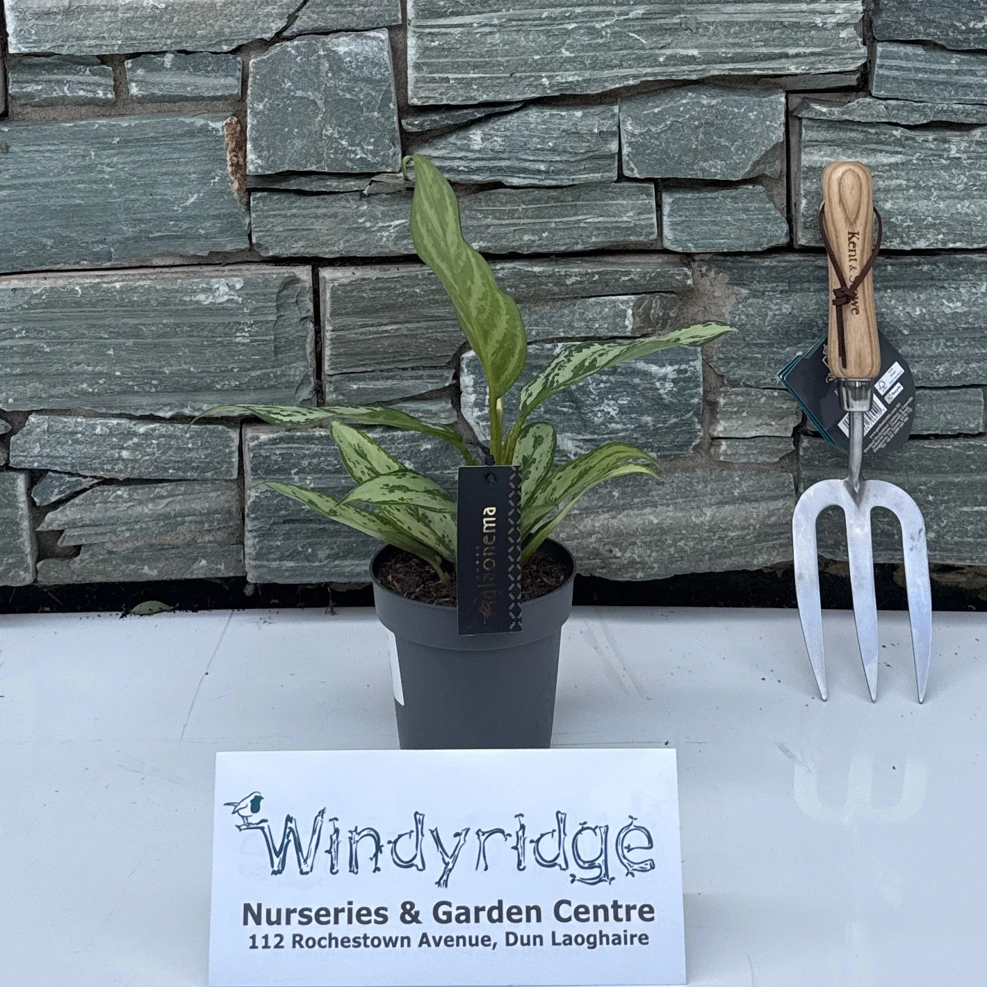 Aglaonema 'Laurel Green'