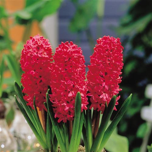 AH HYACINTH JAN BOS