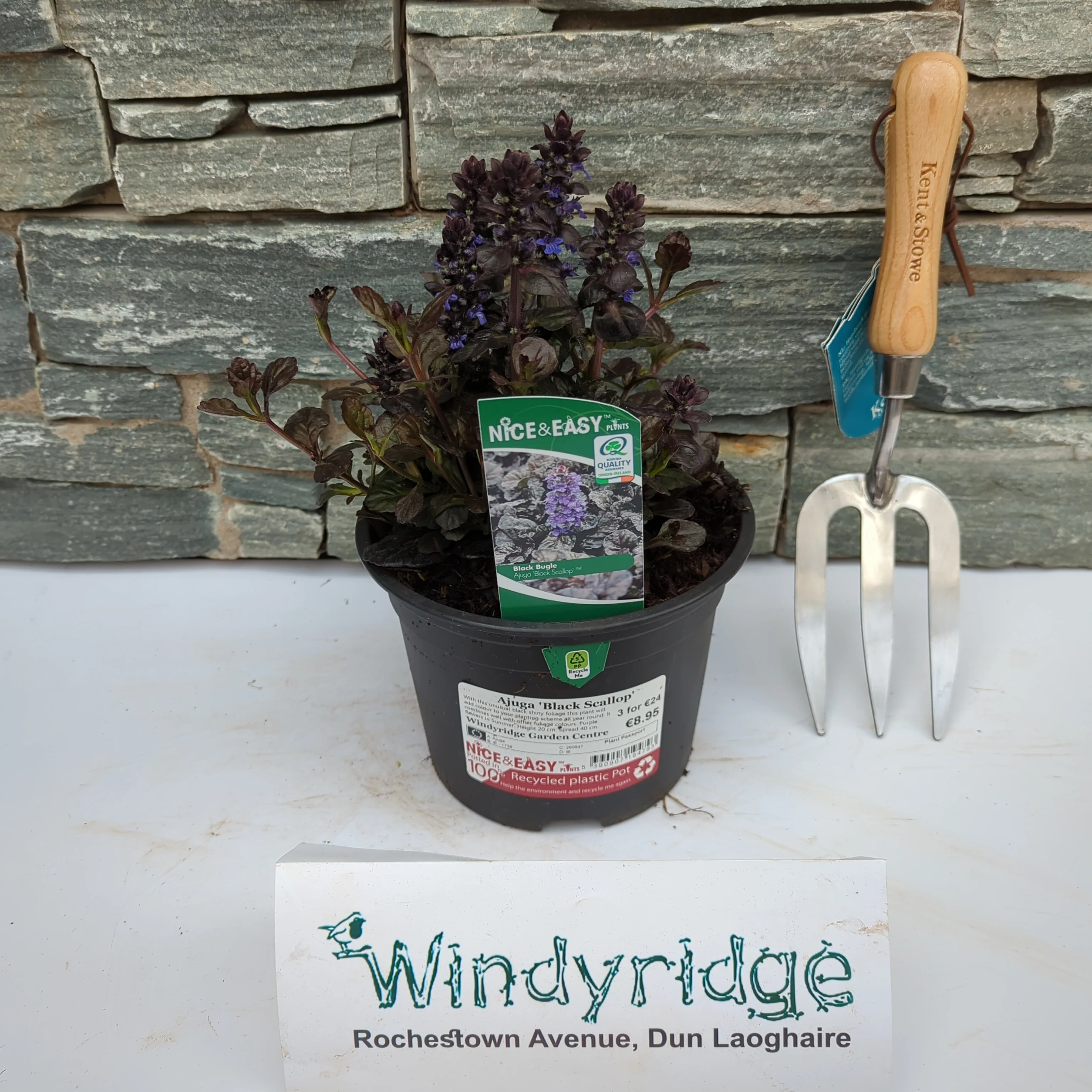 Ajuga 'Black Scallop'