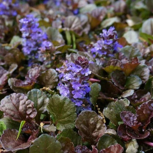 Ajuga 'Black Scallop' - Image 2