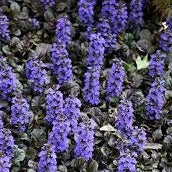 AJUGA reptans Black Scallop - Image 2