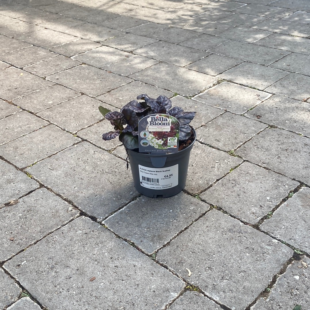 AJUGA reptans Black Scallop - Image 3