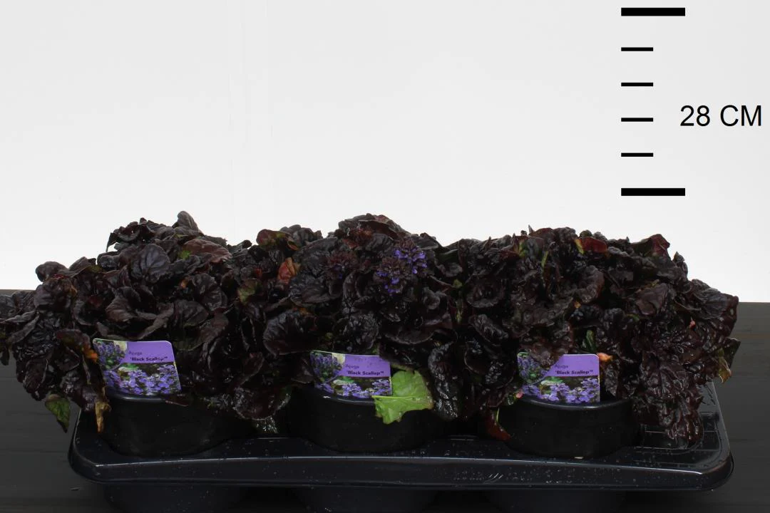 Ajuga reptans Black Scallop - Image 2