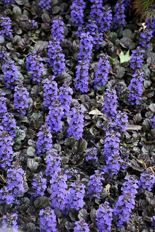Ajuga reptans Black Scallop - Image 4