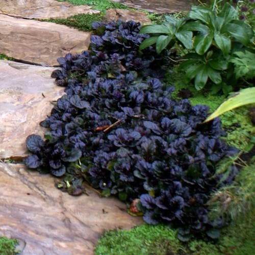 Ajuga reptans Black Scallop - Image 3