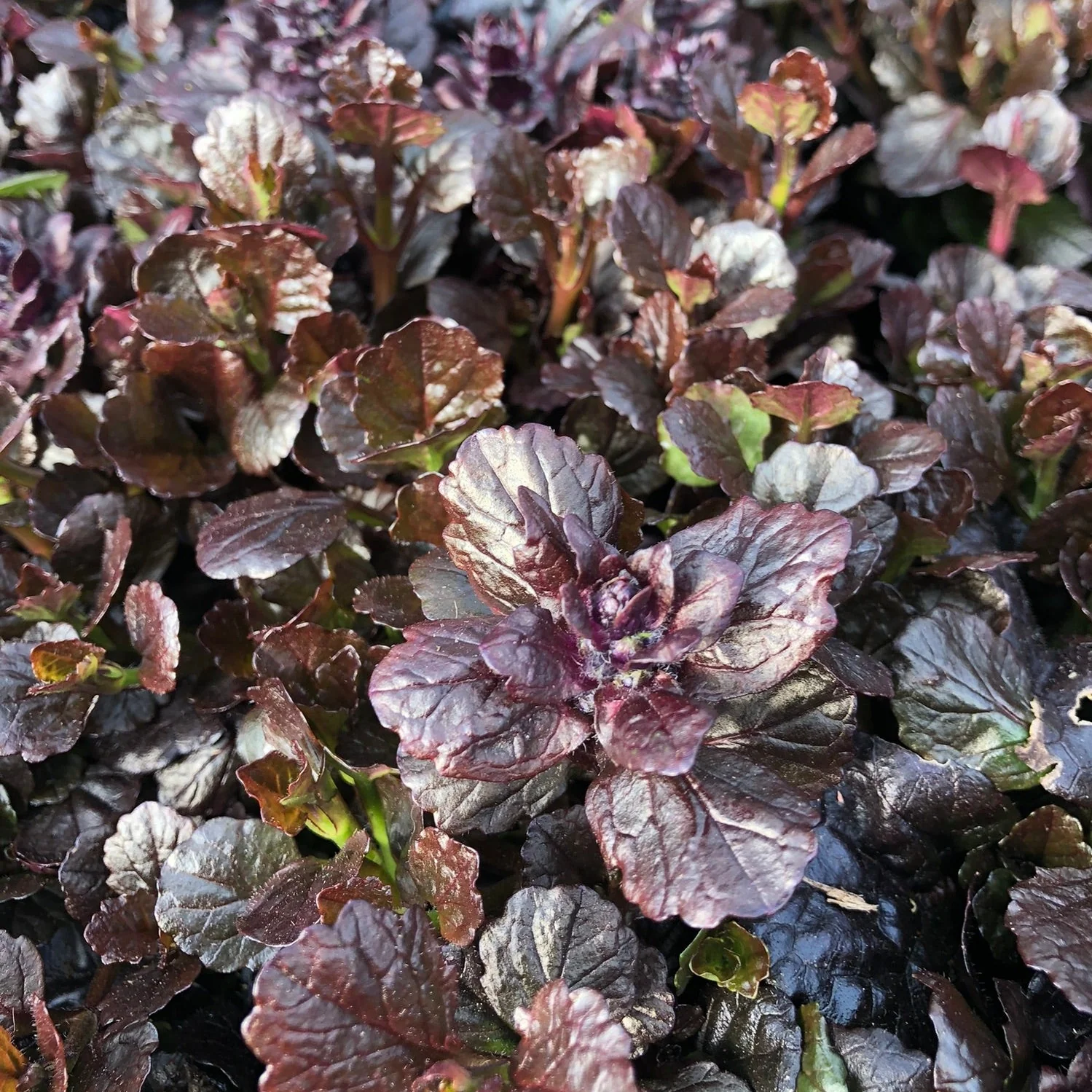 AJUGA reptans Black Scallop 9.95 - Image 3