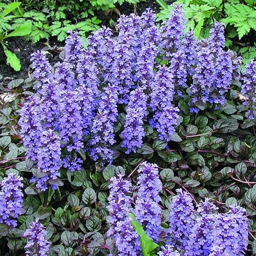 Ajuga reptans  Braunherz - Image 2