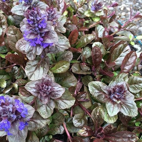 Ajuga reptans  Braunherz - Image 3