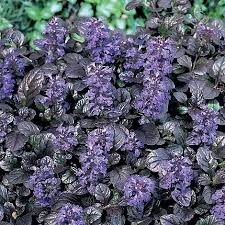 Ajuga reptans  Braunherz - Image 4