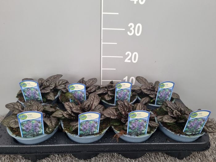Ajuga reptans  Braunherz - Image 5