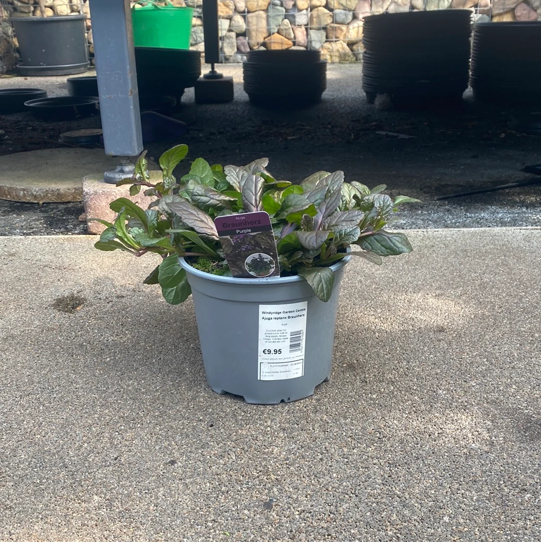 Ajuga reptans Braunherz - Image 3