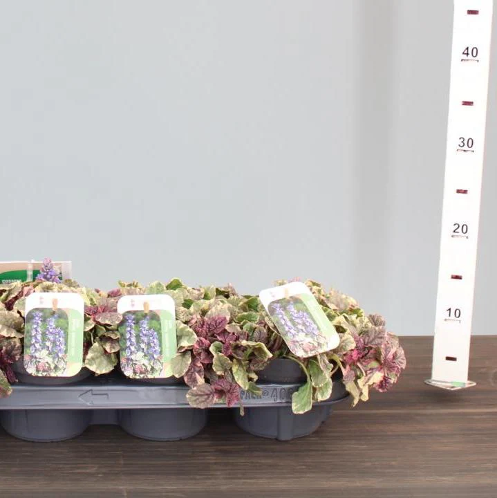 Ajuga reptans Burgundy Glow - Image 2