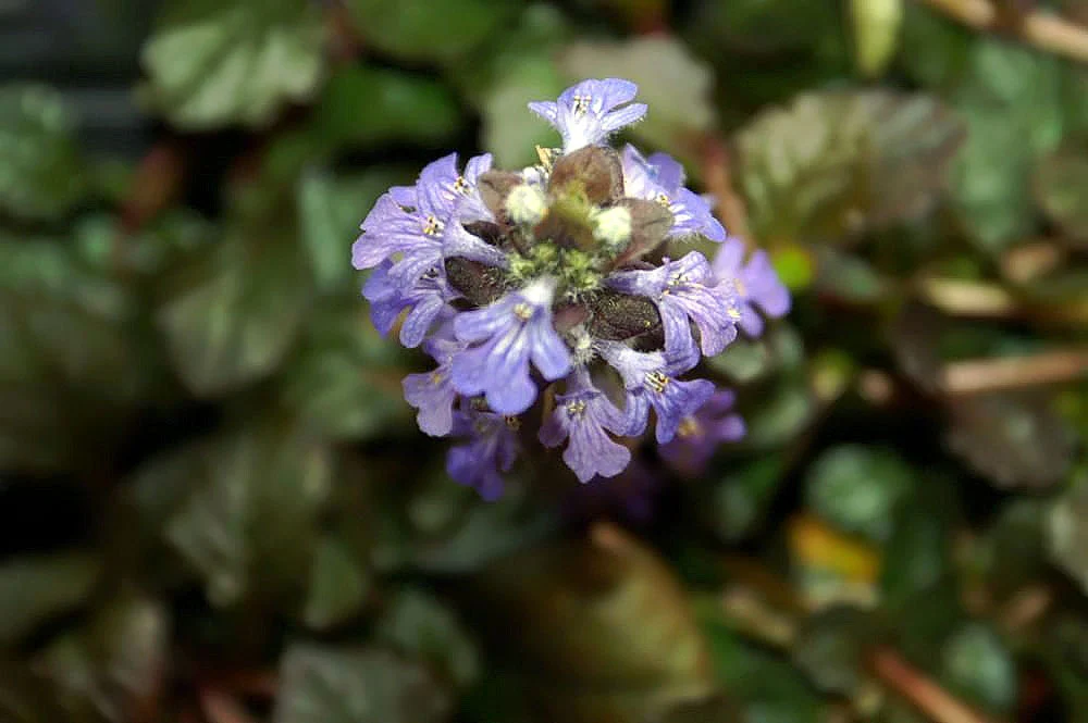 Ajuga Reptans Burgundy Glow 1 Ltr - Image 3