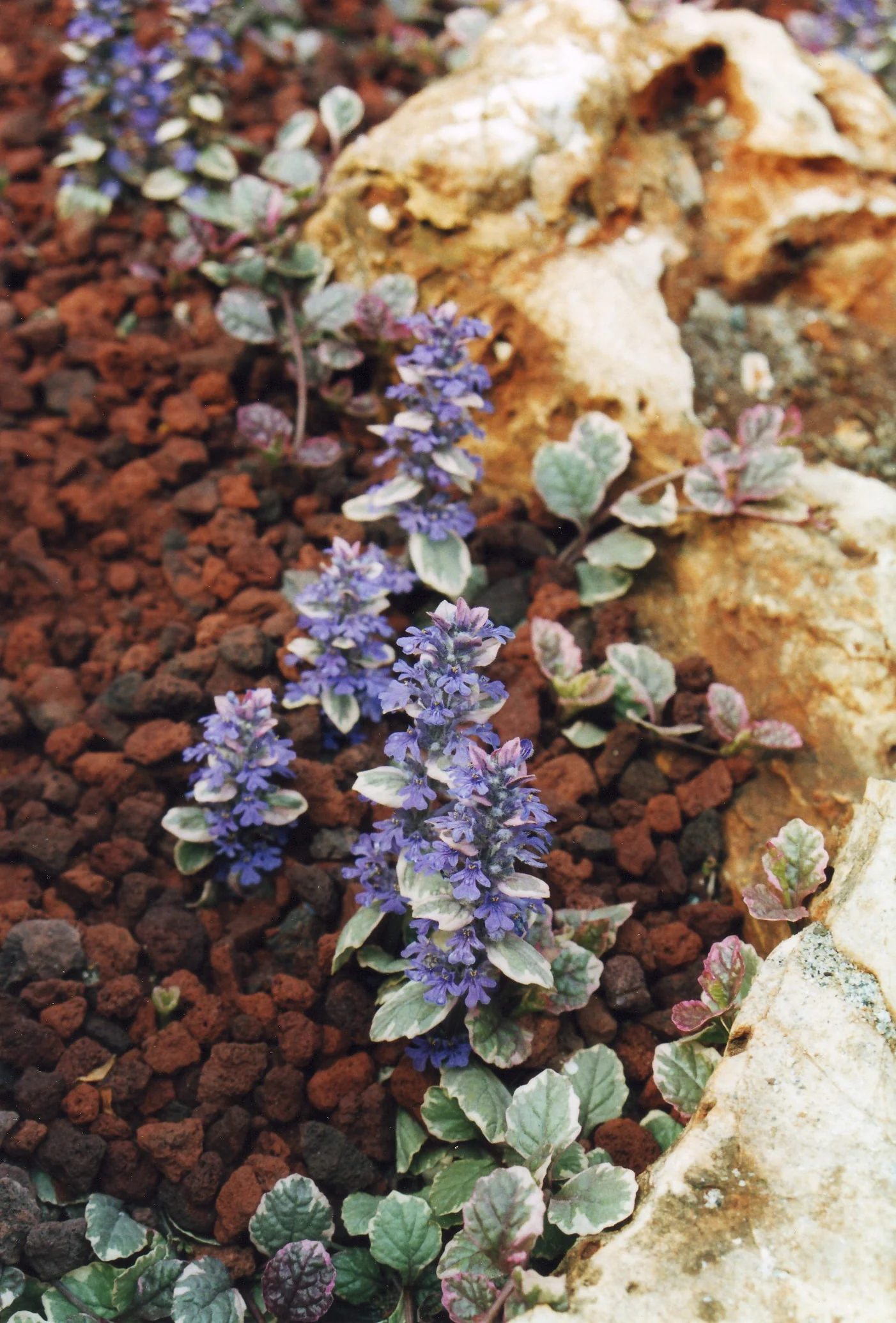 Ajuga Reptans Burgundy Glow 1 Ltr - Image 4