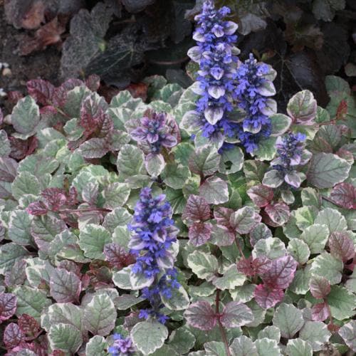 Ajuga reptans Burgundy Glow (13cm Pot) - Image 2