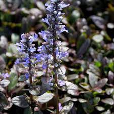 AJUGA reptans Chocolate Chip - Image 2