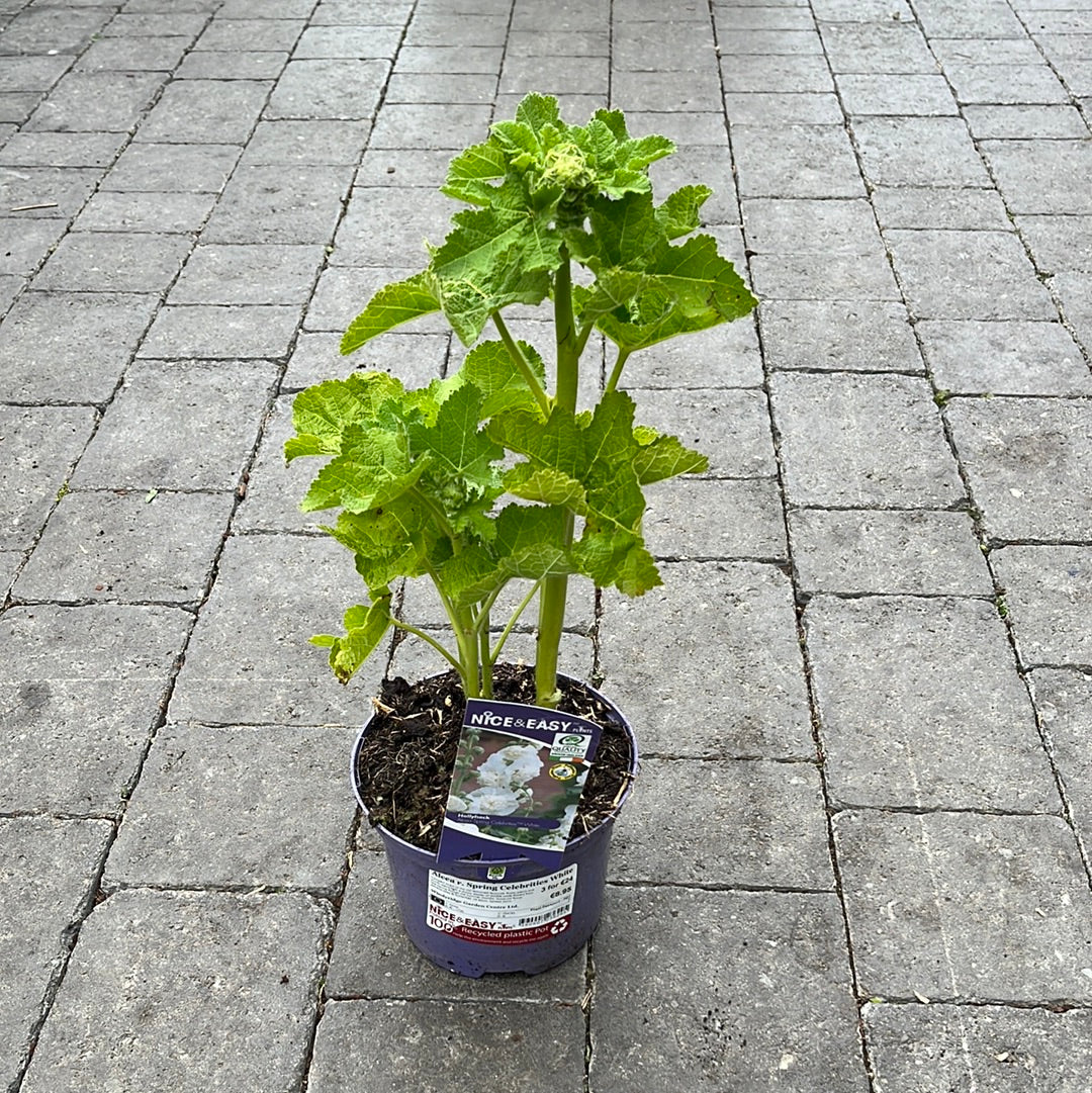 Alcea r. Spring Celebrities White - Image 4