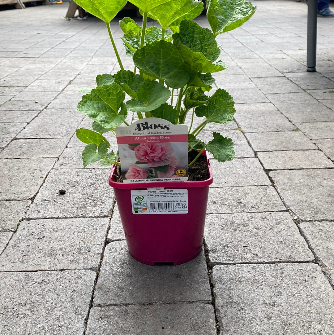 Alcea rosea Rose - Image 3