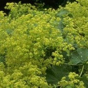 Alchemilla mollis