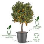 algarve cilindro thyme green Ø35cm - Image 3