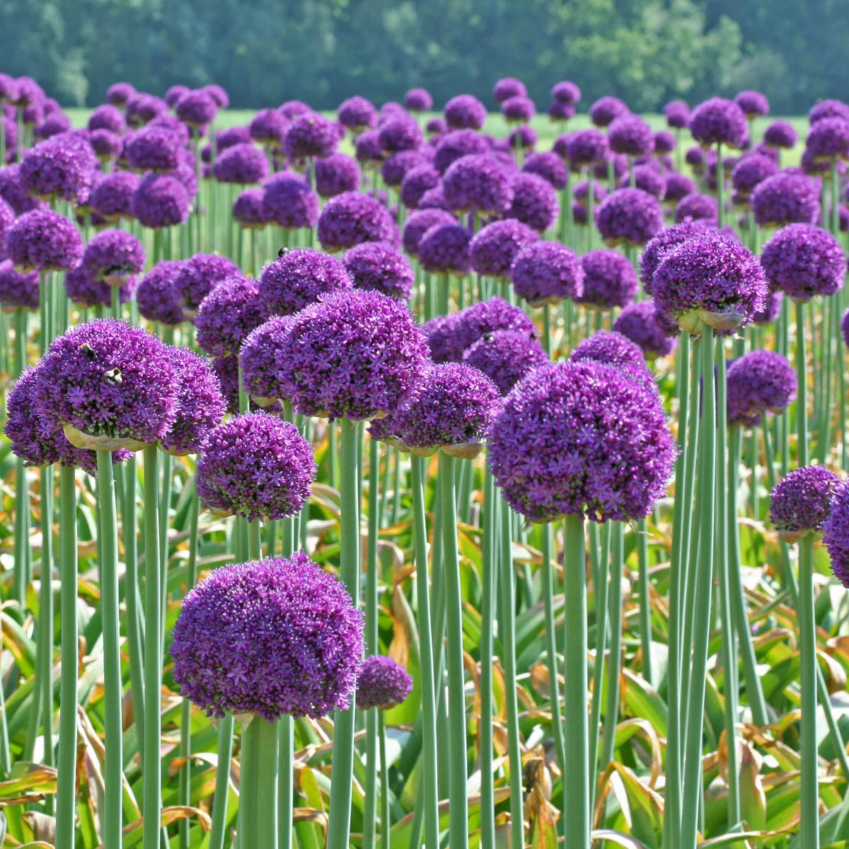 ALLIUM AMBASSADOR 1 TRAY