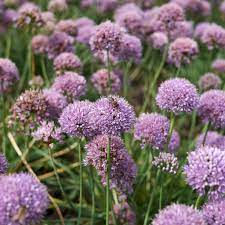 ALLIUM Avatar