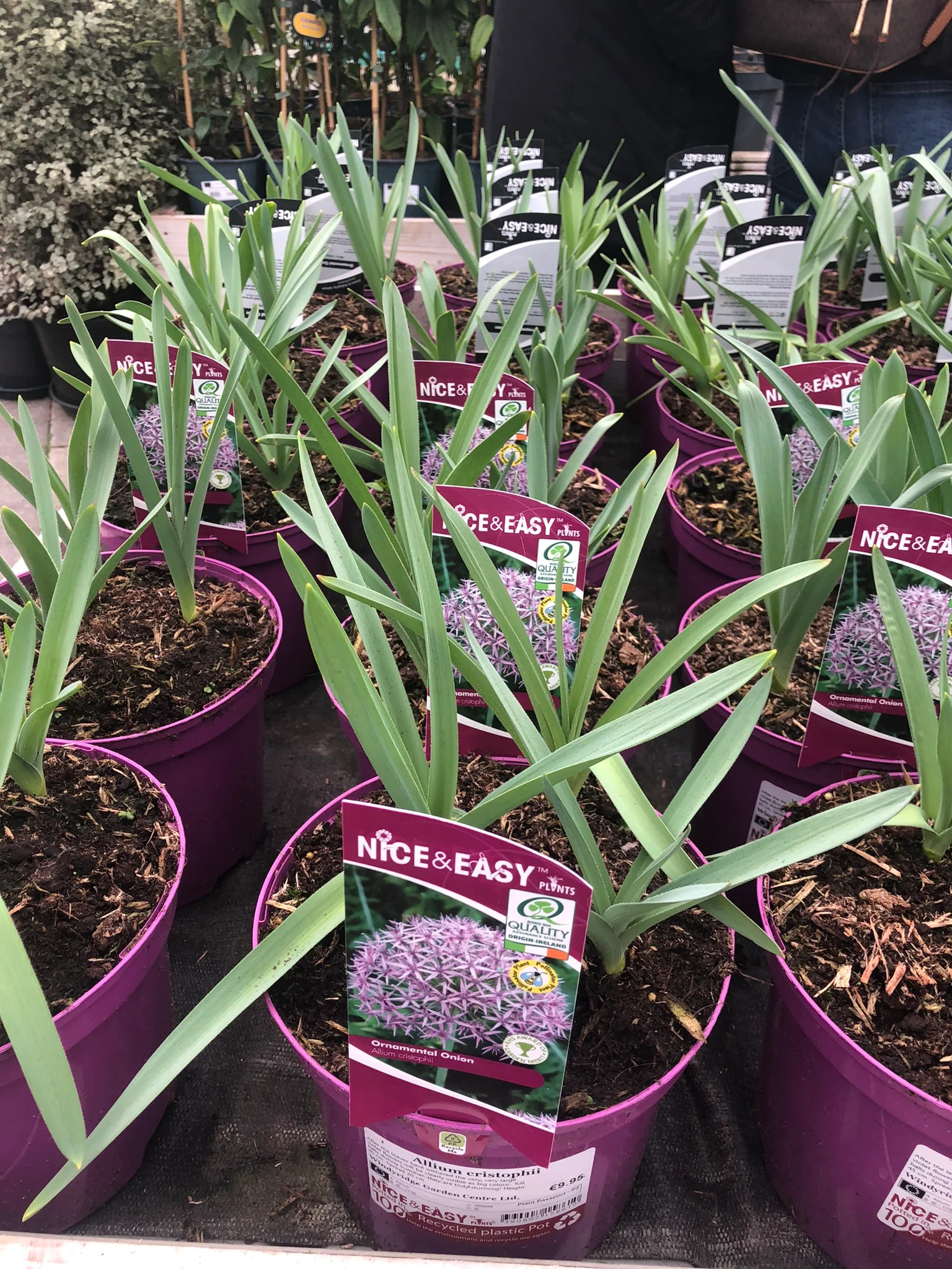 Allium cristophii - Image 3