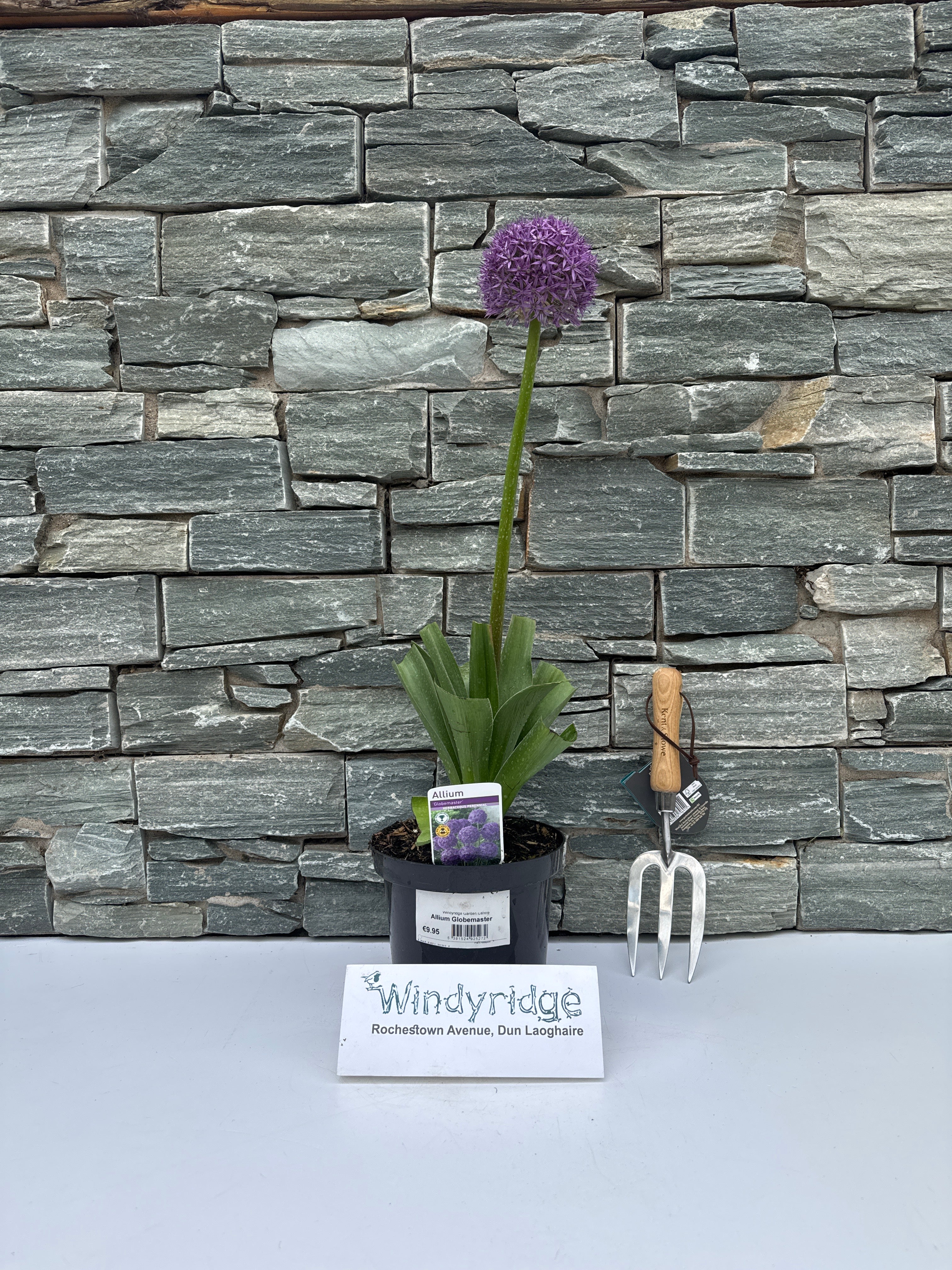 Allium Globemaster - Image 4