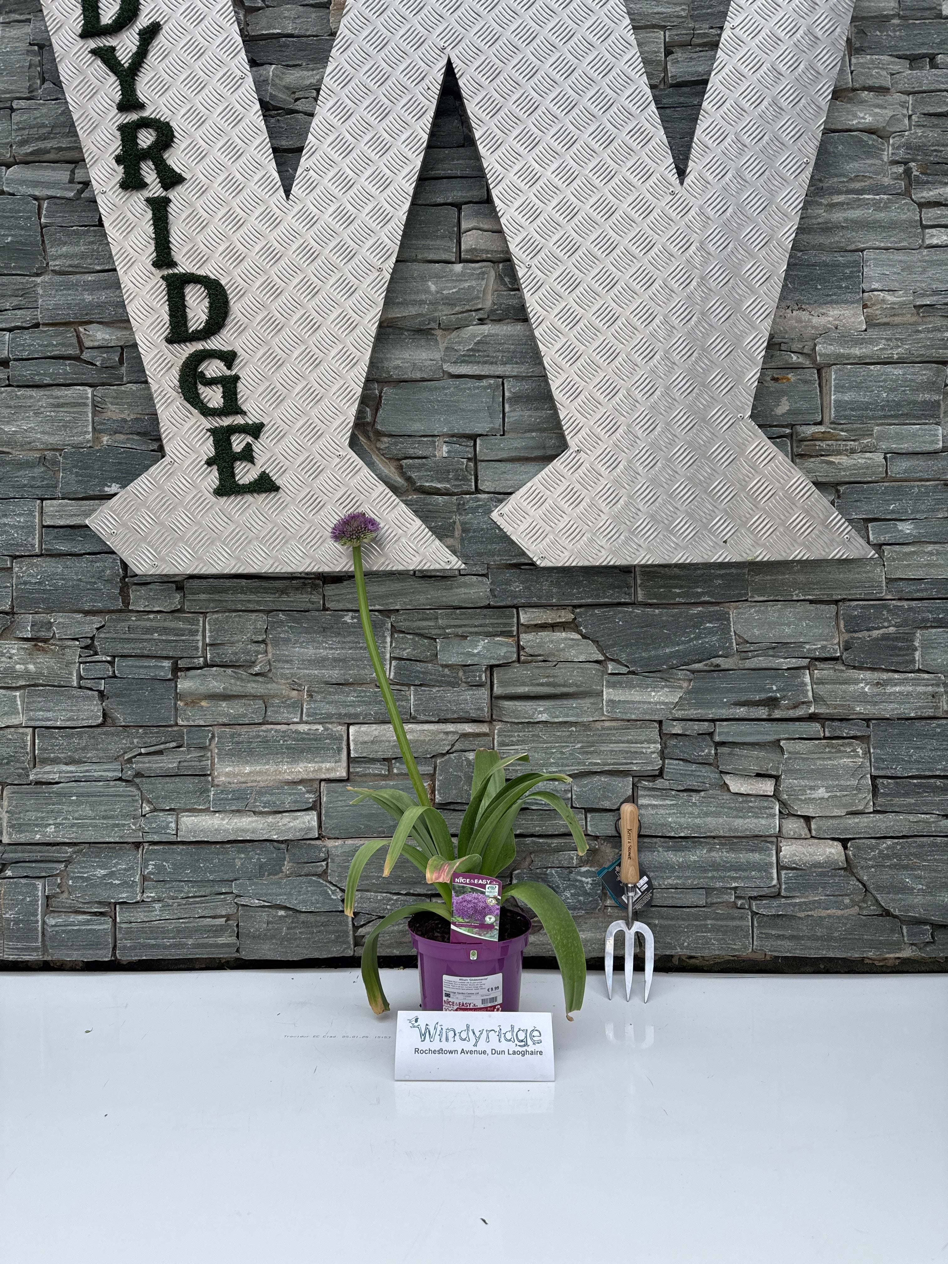 Allium 'Globemaster' - Image 4