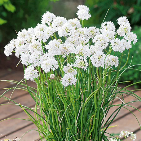 ALLIUM GRACEFUL BEAUTY 20 - Image 2