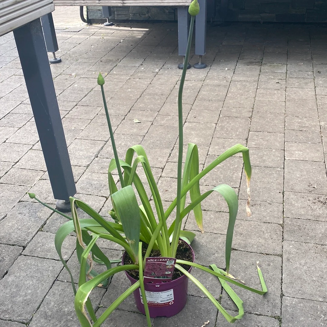 Allium holl. 'Purple Sensation' - Image 4