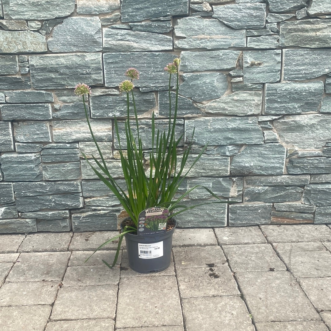 ALLIUM Millenium - Image 2