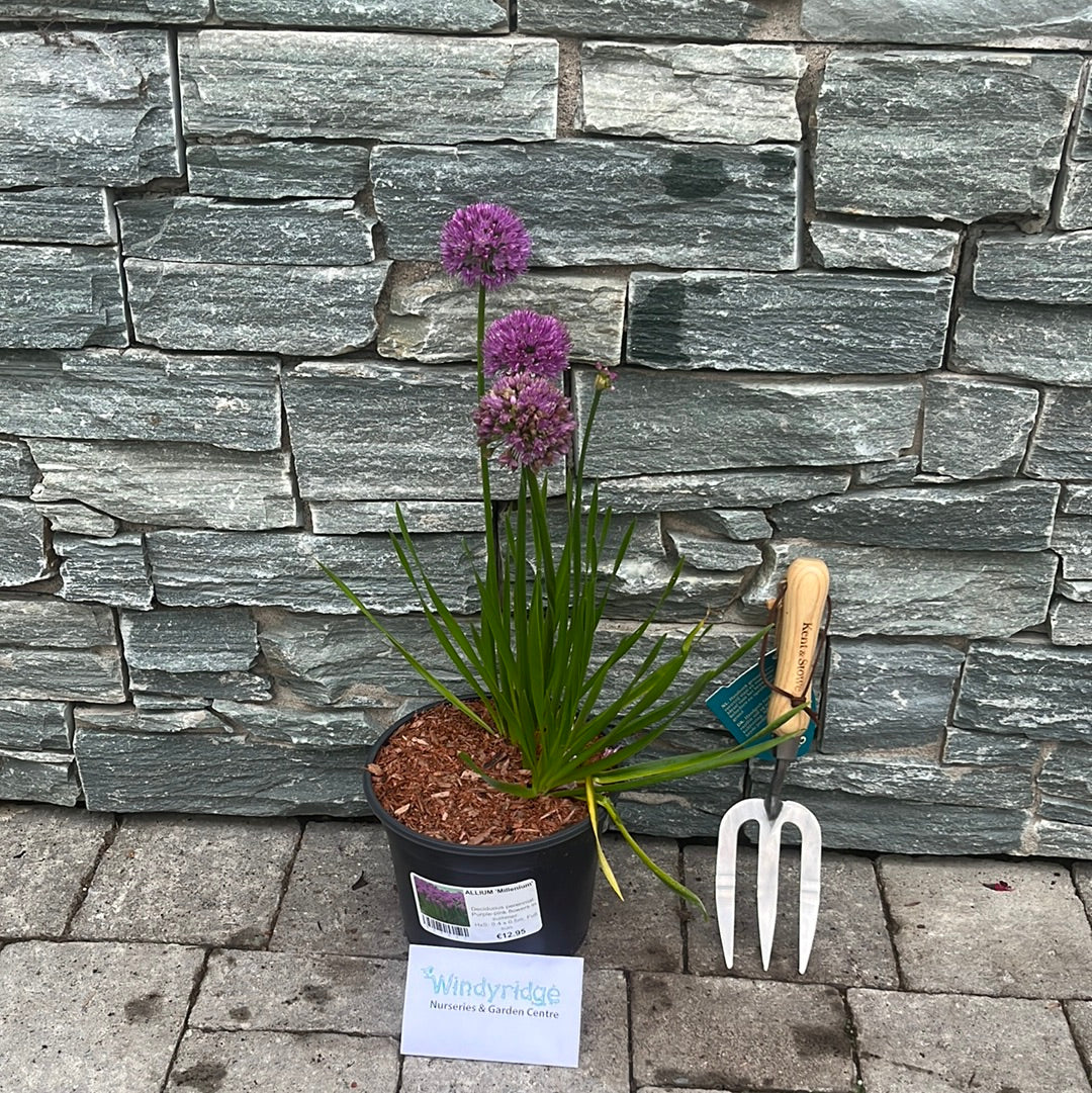 ALLIUM Millenium 3Ltr Pot - Image 3