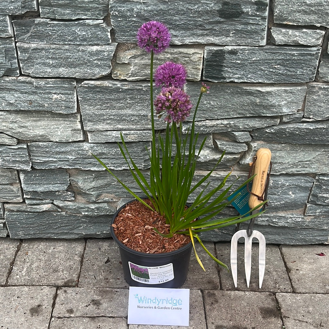 ALLIUM Millenium 3Ltr Pot - Image 4
