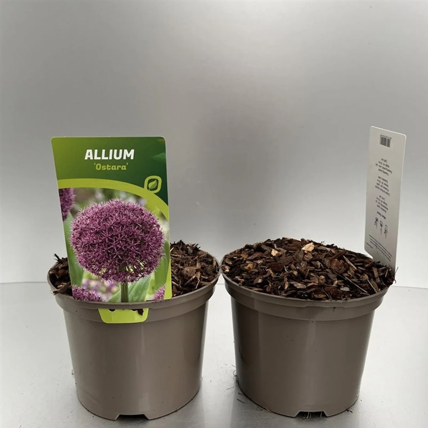 Allium Ostara  P11