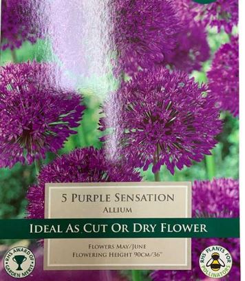 ALLIUM PURPLE SENSATION